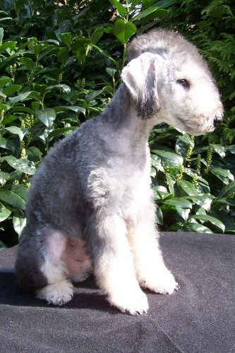 Arc-en-ciel Arlequin 06.04 (6).JPG